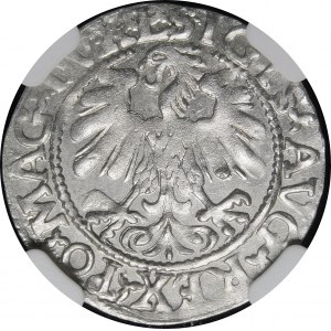 Sigismund II. Augustus, Halbpfennig 1559, Wilna - L/LITV