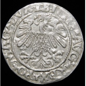 Sigismund II Augustus, Half-penny 1559, Vilnius - L/LITVA