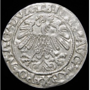 Sigismund II. Augustus, Halbpfennig 1559, Wilna - L/LITVA