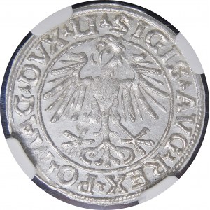 Sigismund II Augustus, Halbpfennig 1548, Wilna - Römer I, LI/LITVA - schön