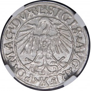 Zygmunt II August, Półgrosz 1548, Wilno - arabska 1, L/LITVA - rzadszy