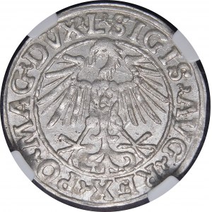 Sigismund II Augustus, Halbpfennig 1548, Vilnius - Arabisch 1, L/LITVA - seltener