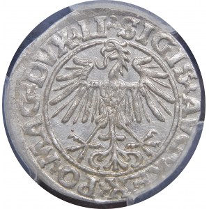 Sigismund II. Augustus, Halbergroschen 1549, Wilna - 9 Pogon, LI/LITVA - Datum Stempel 1549/8