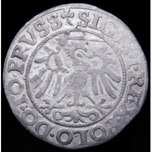 Sigismund I the Old, Penny 1540, Elbląg