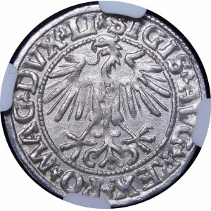Sigismund II Augustus, Half-penny 1549, Vilnius - 9 Pogon, LI/LITVA - beautiful