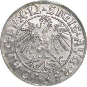 Sigismund II Augustus, Half-penny 1547, Vilnius - LI/LITVA - beautiful