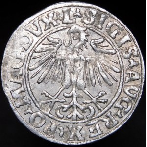 Sigismund II Augustus, Halbpfennig 1549, Wilna - 9 Pogoń, L/LITVA - selten