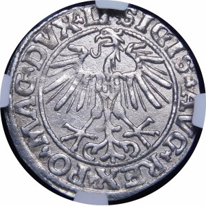 Sigismund II. Augustus, Halbpfennig 1550, Wilna - LI/LITVA