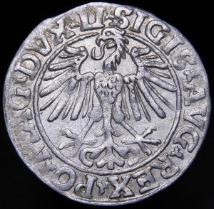 Zygmunt II August, Półgrosz 1548, Wilno - rzymska I, LI/LITVA