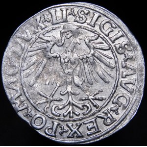 Sigismund II Augustus, Halbpfennig 1548, Wilna - Arabisch 1, LI/LITVA