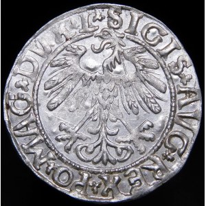 Zygmunt II August, Półgrosz 1558, Wilno - L/LITVA - piękny