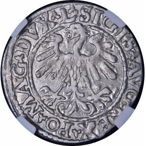 Sigismund II Augustus, Half-penny 1559, Vilnius - L/LITVA