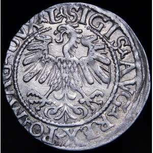 Zikmund II Augustus, půlpenny 1559, Vilnius - L/LITV - A bez příčky - vzácné