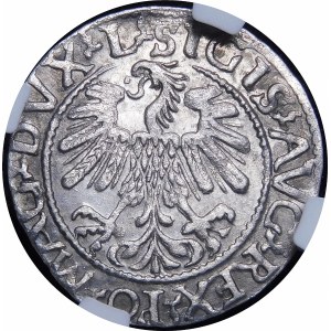 Žigmund II August, polgroš 1560, Vilnius - DVX L/LITV