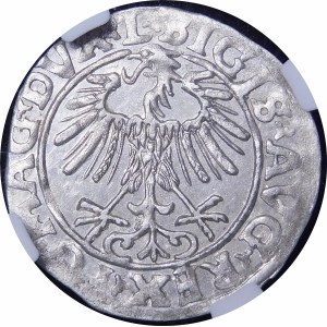 Sigismund II Augustus, halber Pfennig 1556, Vilnius - L/LITV - schön und sehr selten