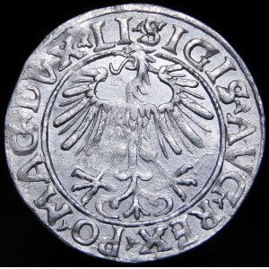 Sigismund II. Augustus, Halbpfennig 1556, Wilna - LI/LITV