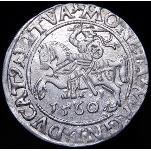 Zikmund II August, půlpenny 1560, Vilnius - DVX L/LITVA - krásný