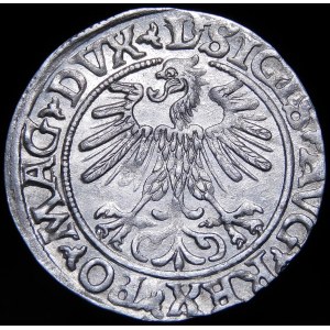 Sigismund II. Augustus, halber Pfennig 1560, Vilnius - DVX L/LITVA - schön