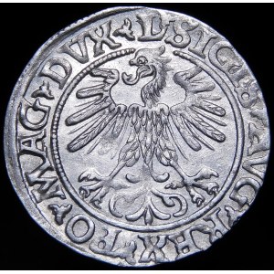 Zygmunt II August, Półgrosz 1560, Wilno - DVX L/LITVA - piękny