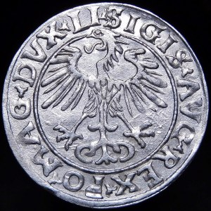 Sigismund II. Augustus, Halbergroschen 1556, Wilna - LI/LITVA