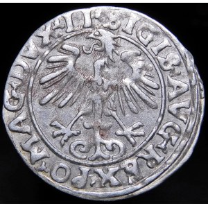 Sigismund II Augustus, Half-penny 1556, Vilnius - LI/LITVA
