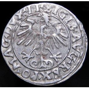 Zygmunt II August, Półgrosz 1556, Wilno - LI/LITVA