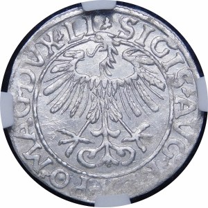 Sigismund II Augustus, Half-penny 1557, Vilnius - LI/LITV