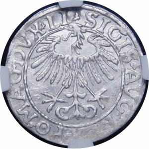 Zikmund II August, půlpenny 1557, Vilnius - LI/LITV