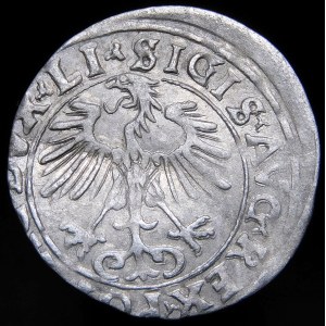 Sigismund II Augustus, Halbpfennig 1556, Vilnius - LI/LITVA - MANI Fehler - selten