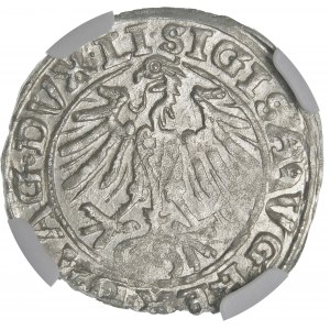 Sigismund II Augustus, Halbpfennig 1557, Wilna - dreifach - Behm - unbeschrieben