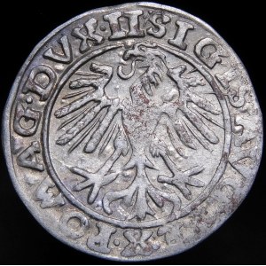 Sigismund II Augustus, Halbpfennig 1557, Wilna - Drillinge - Behm