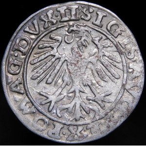 Sigismund II Augustus, Half-penny 1557, Vilnius - tri-leaves - Behm