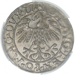 Zikmund II August, půlgroše 1558, Vilnius - LI/LITV