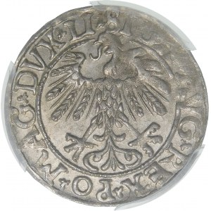 Zygmunt II August, Półgrosz 1558, Wilno - LI/LITV