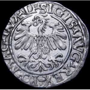 Sigismund II Augustus, Half-penny 1559, Vilnius - LI/LITVA