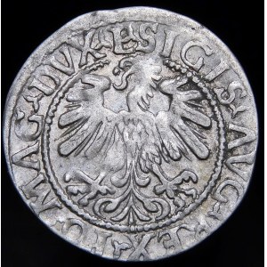 Sigismund II Augustus, Halbpfennig 1559, Vilnius - L/LITVA - A ohne Querbalken - selten