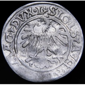 Sigismund II Augustus, halber Pfennig 1560, Vilnius - DVX-L/LITVA - Rosette - sehr selten
