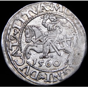 Zikmund II Augustus, půlpenny 1560, Vilnius - DVX L/LITVA - vzácné