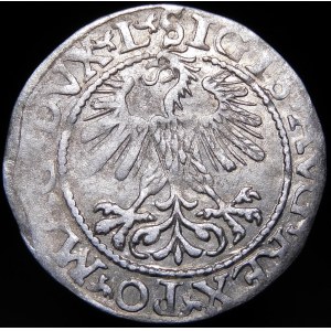 Zikmund II Augustus, půlpenny 1560, Vilnius - DVX L/LITVA - vzácné