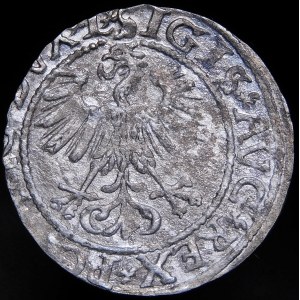Sigismund II. Augustus, halber Pfennig 1560, Vilnius - DVX L/LITV