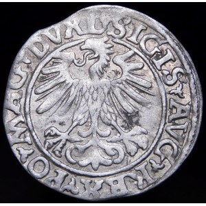Zygmunt II August, Półgrosz 1560, Wilno - DVX L/LITVA - ciekawostka