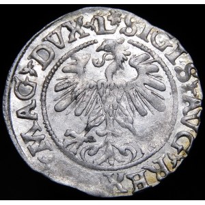 Sigismund II Augustus, Halbpfennig 1560, Vilnius - DVX L/LITVA - Rosette - selten
