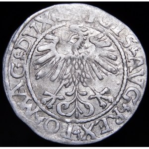 Zikmund II August, půlpenny 1561, Vilnius - 13 orlů, L/LITV