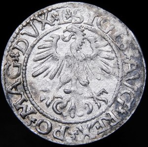 Sigismund II Augustus, Halbpfennig 1561, Wilna - 14 Adler, L/LITV