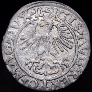 Zygmunt II August, Półgrosz 1561, Wilno - 14 Orzeł, L/LITV - A bez poprzeczki - rzadki