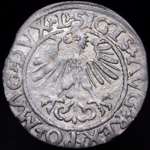Sigismund II Augustus, Halbpfennig 1561, Vilnius - 14 Adler, L/LITV - A ohne Querbalken - selten