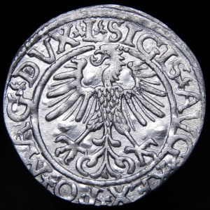 Sigismund II Augustus, Halbpfennig 1561, Wilna - 14 Adler, L/LITVA