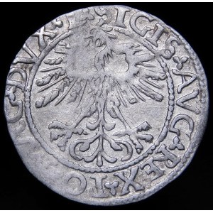 Sigismund II. Augustus, Halbpfennig 1562, Wilna - 17 Pogon, L/LITVA
