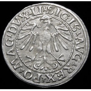 Žigmund II August, polgroš 1548, Vilnius - Roman I, LI/LITVA