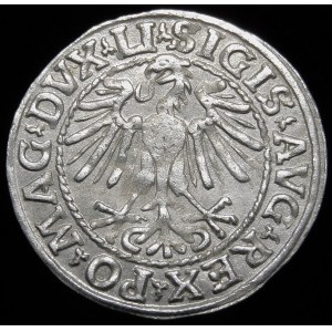 Zikmund II Augustus, půlgroš 1548, Vilnius - Roman I, LI/LITVA